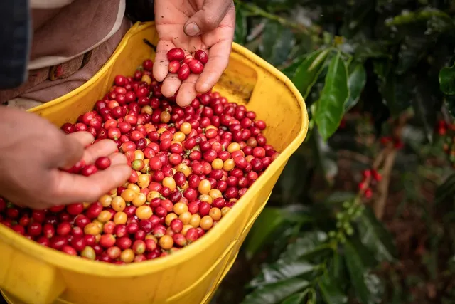 Imagine FORT CAFEA MACINATA 250 G