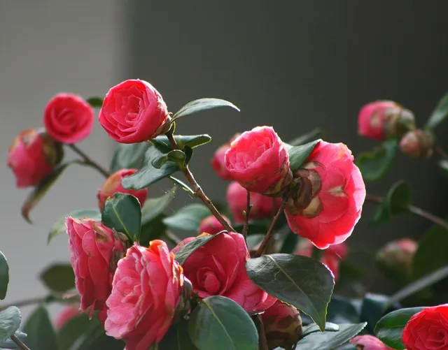 Imagine TEO SAPUN LICHID REZERVA PURE CAMELLIA 800ML