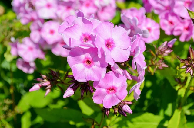 Imagine HOME GARDEN TON MARUNTIT 185 G