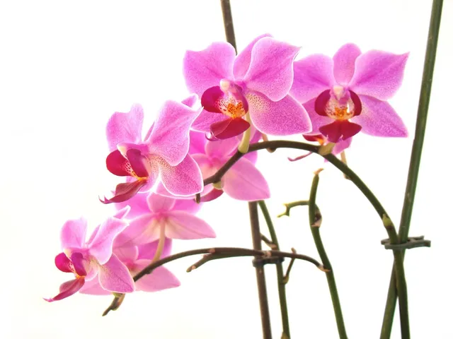 Imagine LENOR PARFUMELLE GOLD ORCHID 1.5 L