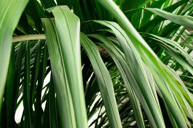 Imagine HOME GARDEN SPROT IN SOS TOMAT 170 G