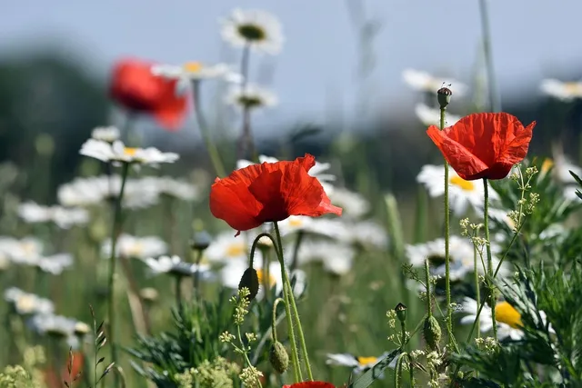 Imagine PALMOLIVE CHAMOMILE SAPUN 90 G