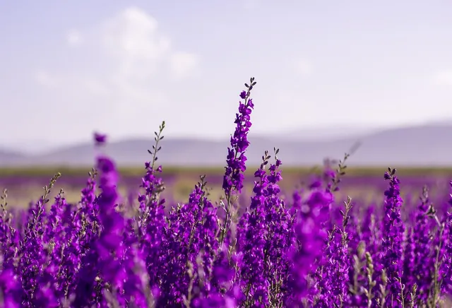 Imagine MR PROPER LAVANDA 1 L